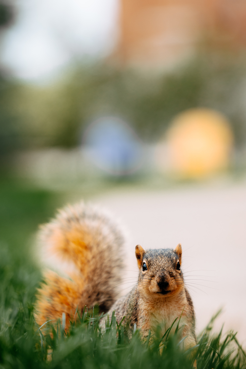 Squirel in grass.